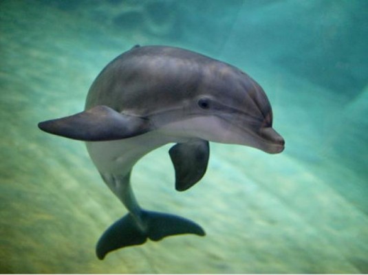 alg-dolphin-saves-jpg