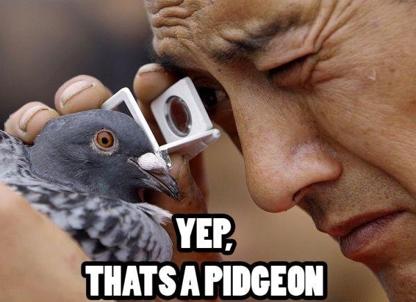 yep_thats_a_pigeon
