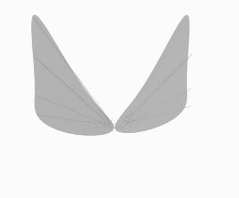 wings2